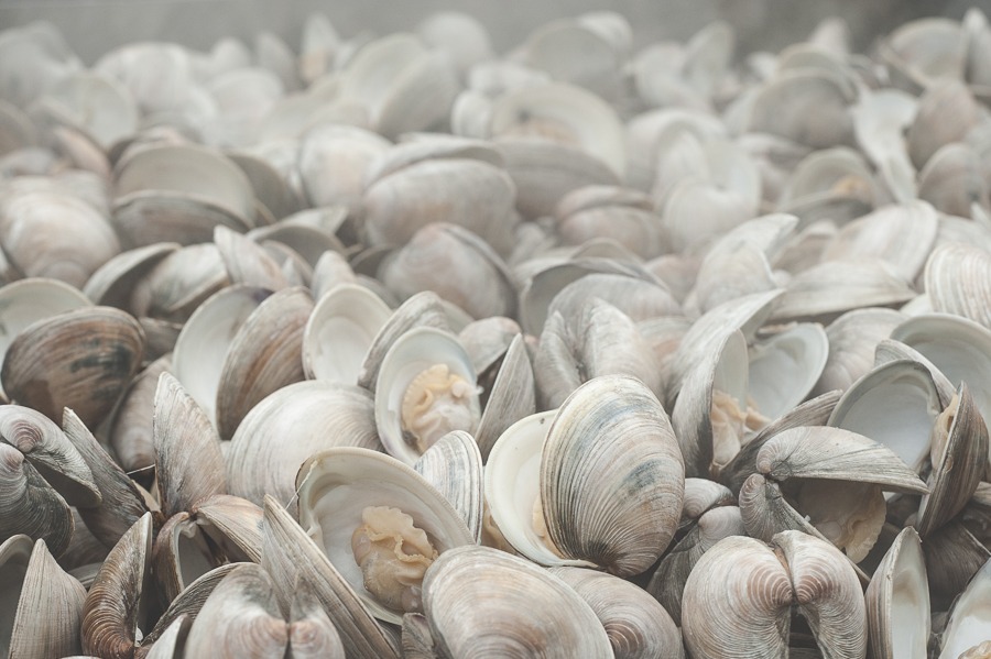 Steamed clams from a Spinning Wheel clambake